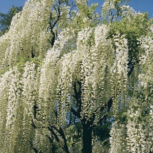 5 White Chinese Wisteria Seeds - Seed World