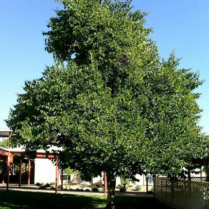 5 White Orchid Tree Seeds - Seed World