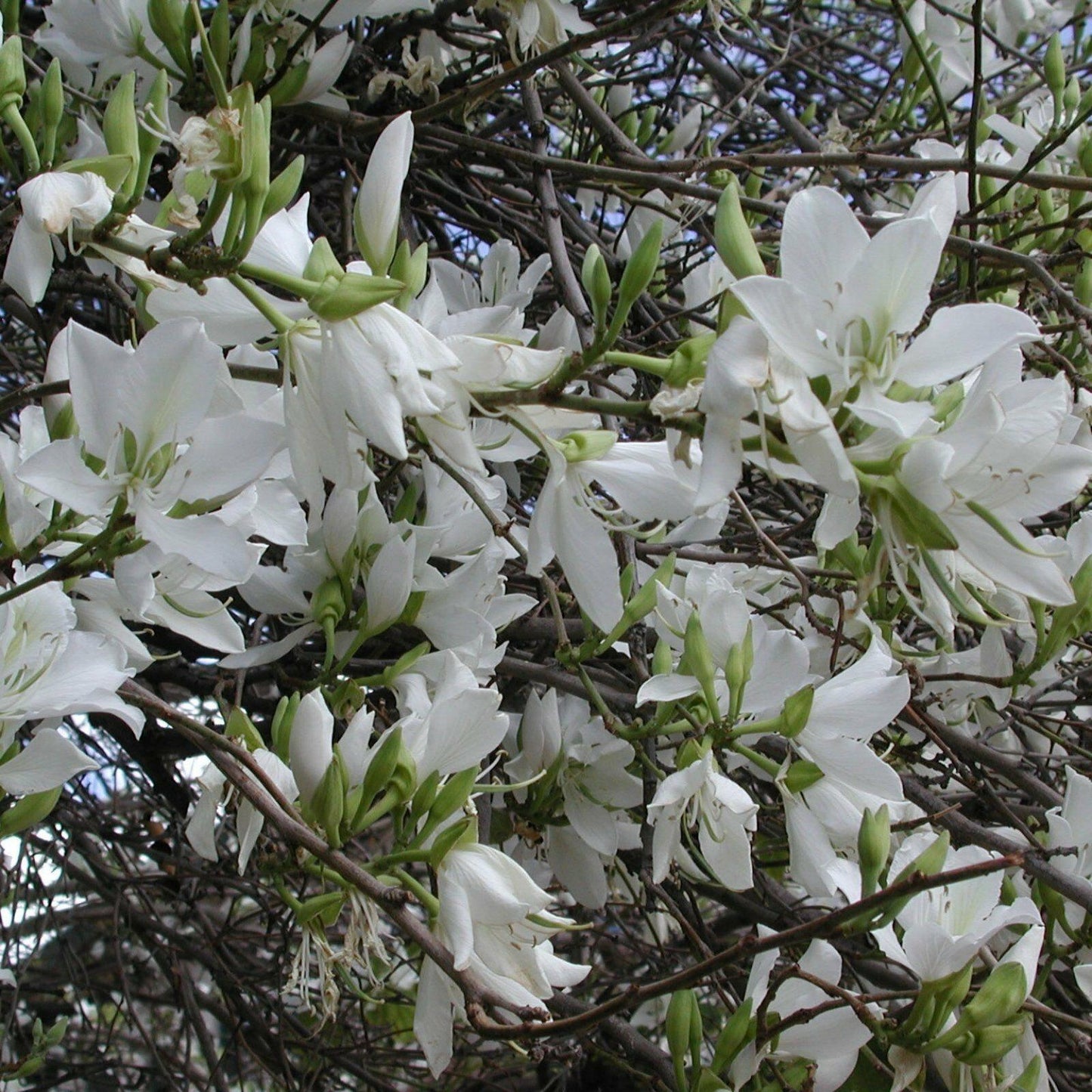 5 White Orchid Tree Seeds - Seed World