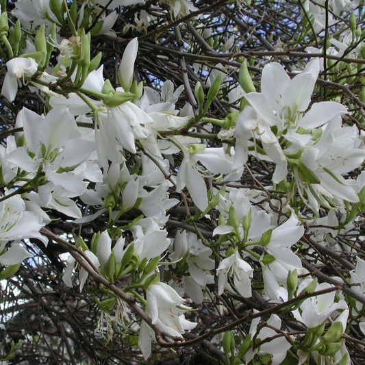 5 White Orchid Tree Seeds - Seed World