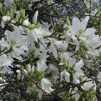 5 White Orchid Tree Seeds - Seed World