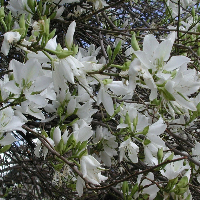 5 White Orchid Tree Seeds - Seed World
