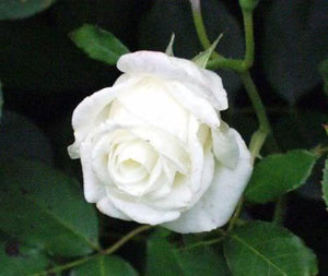 5 White Rose Seeds - Seed World