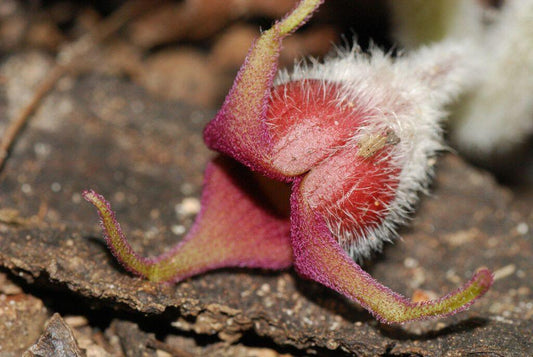 5 Wild Ginger Seeds - Seed World