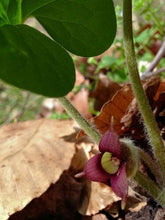 5 WILD GINGER Seeds - Seed World