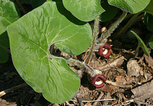 5 WILD GINGER Seeds - Seed World