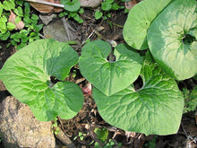 5 WILD GINGER Seeds - Seed World