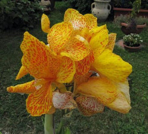 5 Yellow Canna Lily Seeds - Seed World