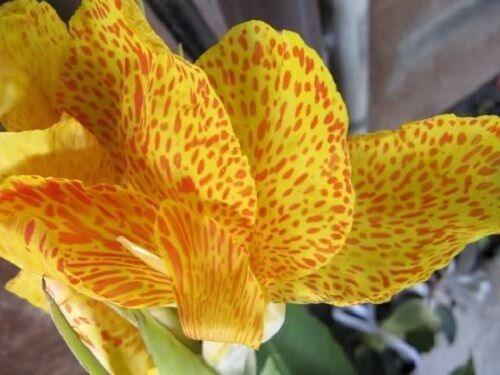 5 Yellow Canna Lily Seeds - Seed World