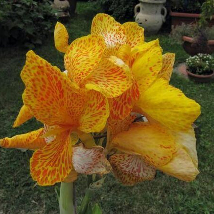 5 Yellow Canna Lily Seeds - Seed World