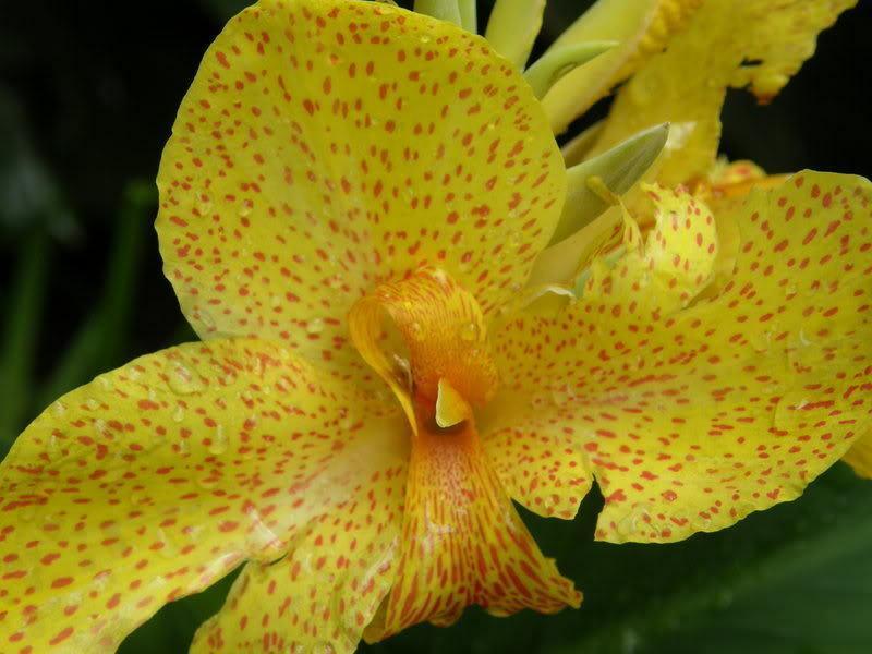 5 Yellow Canna Lily Seeds - Seed World