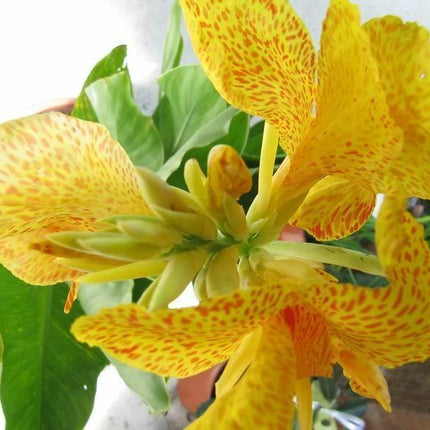 5 Yellow Canna Lily Seeds - Seed World