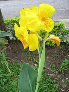 5 Yellow Canna Lily Seeds - Seed World