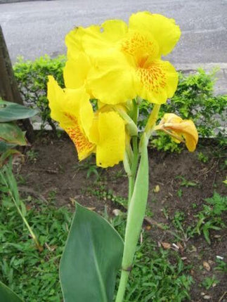 5 Yellow Canna Lily Seeds - Seed World