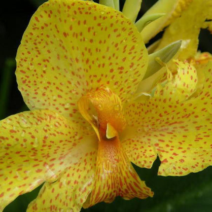 5 Yellow Canna Lily Seeds - Seed World