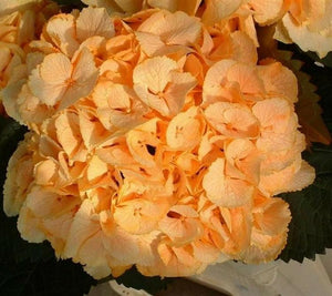 5 Yellow Hydrangea Seeds - Seed World