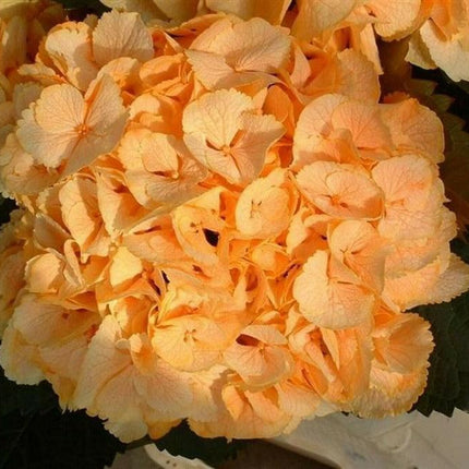 5 Yellow Hydrangea Seeds - Seed World