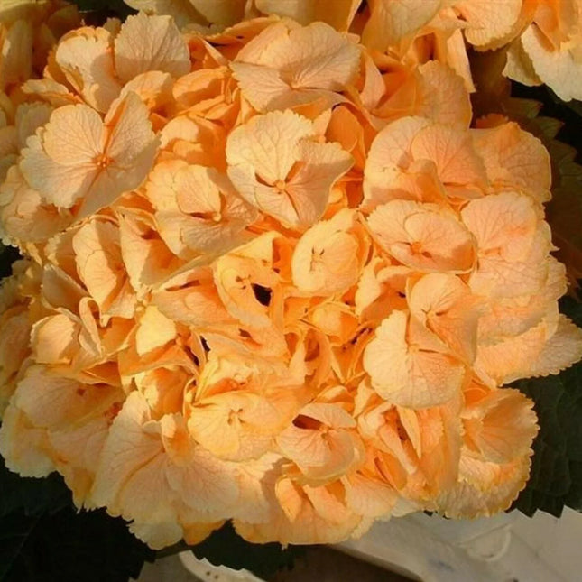 5 Yellow Hydrangea Seeds - Seed World