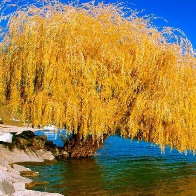 5 Yellow Willow Seeds - Seed World