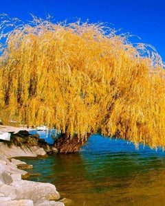 5 Yellow Willow Seeds - Seed World