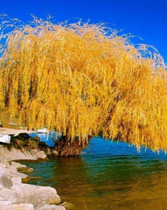 5 Yellow Willow Seeds - Seed World