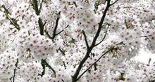 5 Yoshino Cherry Tree Seeds - Seed World