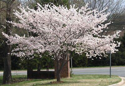 5 Yoshino Cherry Tree Seeds – Flowering Ornamental Trees - Seed World