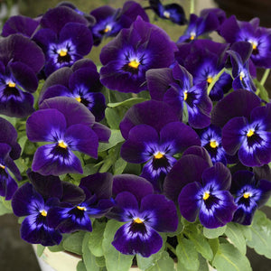 50 Admiration - Viola Seeds - Seed World