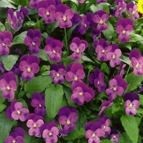 50 Admiration - Viola Seeds - Seed World