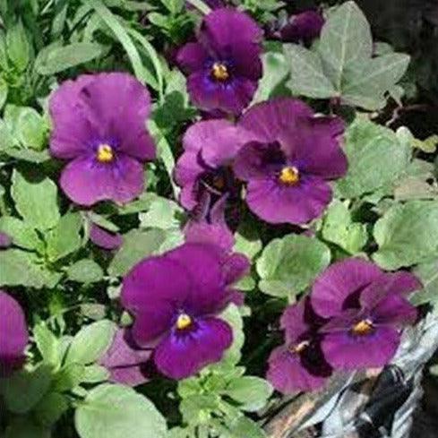 50 Admiration - Viola Seeds - Seed World