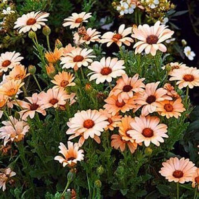 50 African Daisy - Salmon Seeds - Seed World