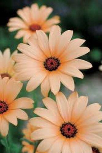 50 African Daisy - Salmon Seeds - Seed World