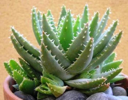 50 Aloe Brevifolia Seeds - Compact & Hardy Short-Leaved Aloe - Seed World