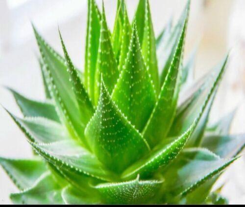 50 Aloe Vera Seeds - Seed World