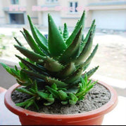 50 Aloe Vera Seeds - Seed World