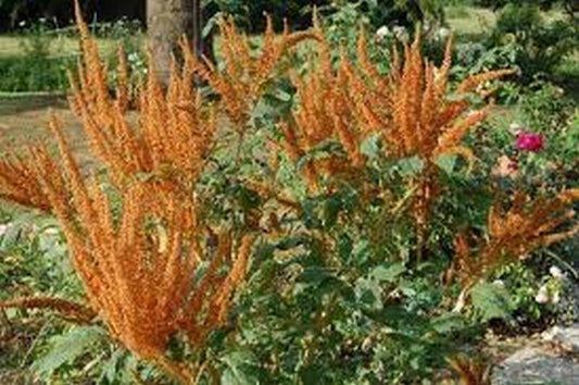 50 Amaranthus Cruentus | Hot Biscuit Seeds - Seed World