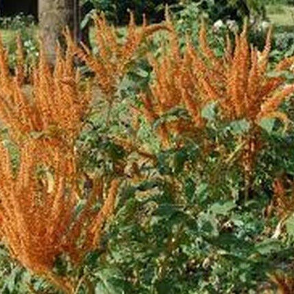 50 Amaranthus Cruentus | Hot Biscuit Seeds - Seed World