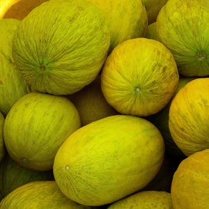 50 Amarillo Oro Melon Seeds | NON-GMO - Seed World