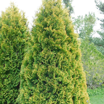 50 American Arborvitae Seeds – Cold Hardy Evergreen for Privacy Hedges - Seed World