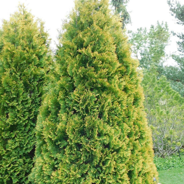 50 American Arborvitae Seeds – Cold Hardy Evergreen for Privacy Hedges - Seed World