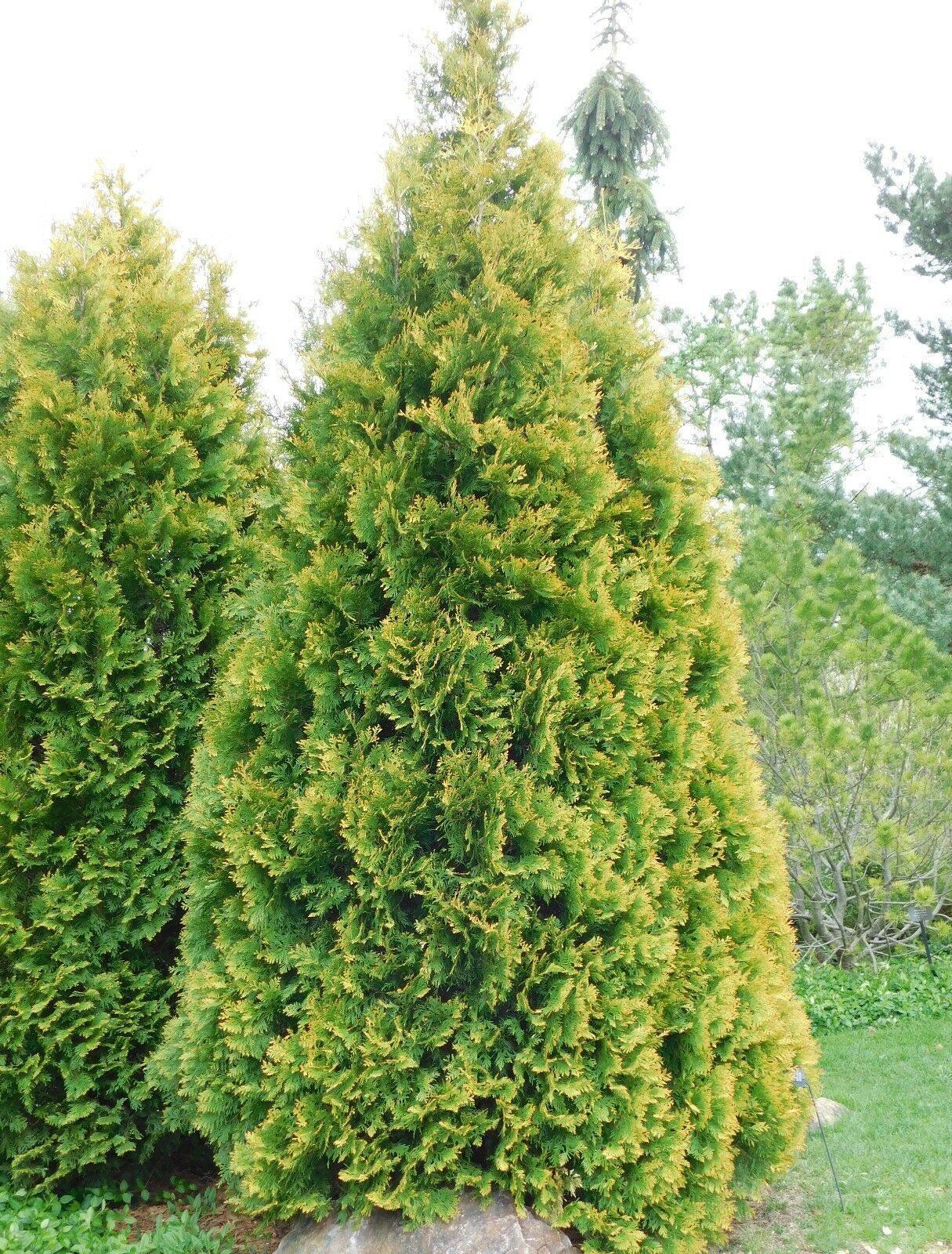 50 American Arborvitae Seeds – Cold Hardy Evergreen for Privacy Hedges - Seed World