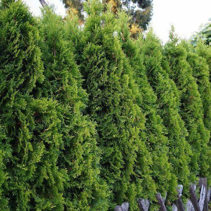 50 American Arborvitae Seeds – Cold Hardy Evergreen for Privacy Hedges - Seed World