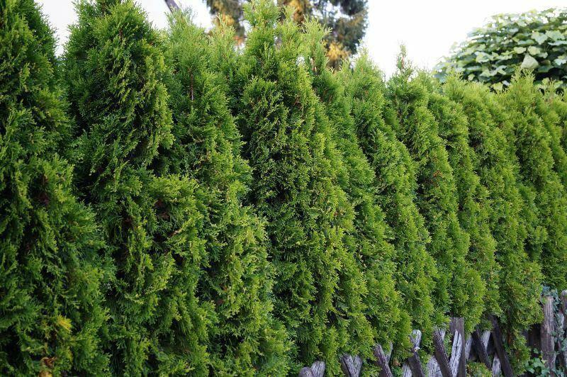 50 American Arborvitae Seeds – Cold Hardy Evergreen for Privacy Hedges - Seed World