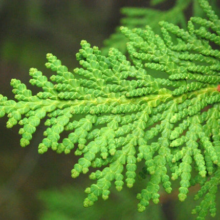 50 American Arborvitae Seeds – Cold Hardy Evergreen for Privacy Hedges - Seed World