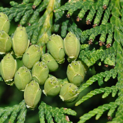 50 American Arborvitae Seeds – Cold Hardy Evergreen for Privacy Hedges - Seed World
