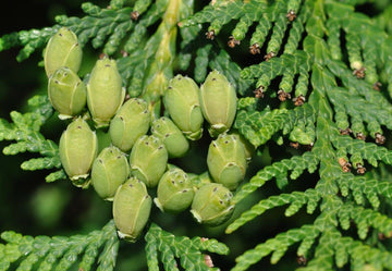 50 American Arborvitae Seeds  Cold Hardy Evergreen Privacy Trees  Seed  World