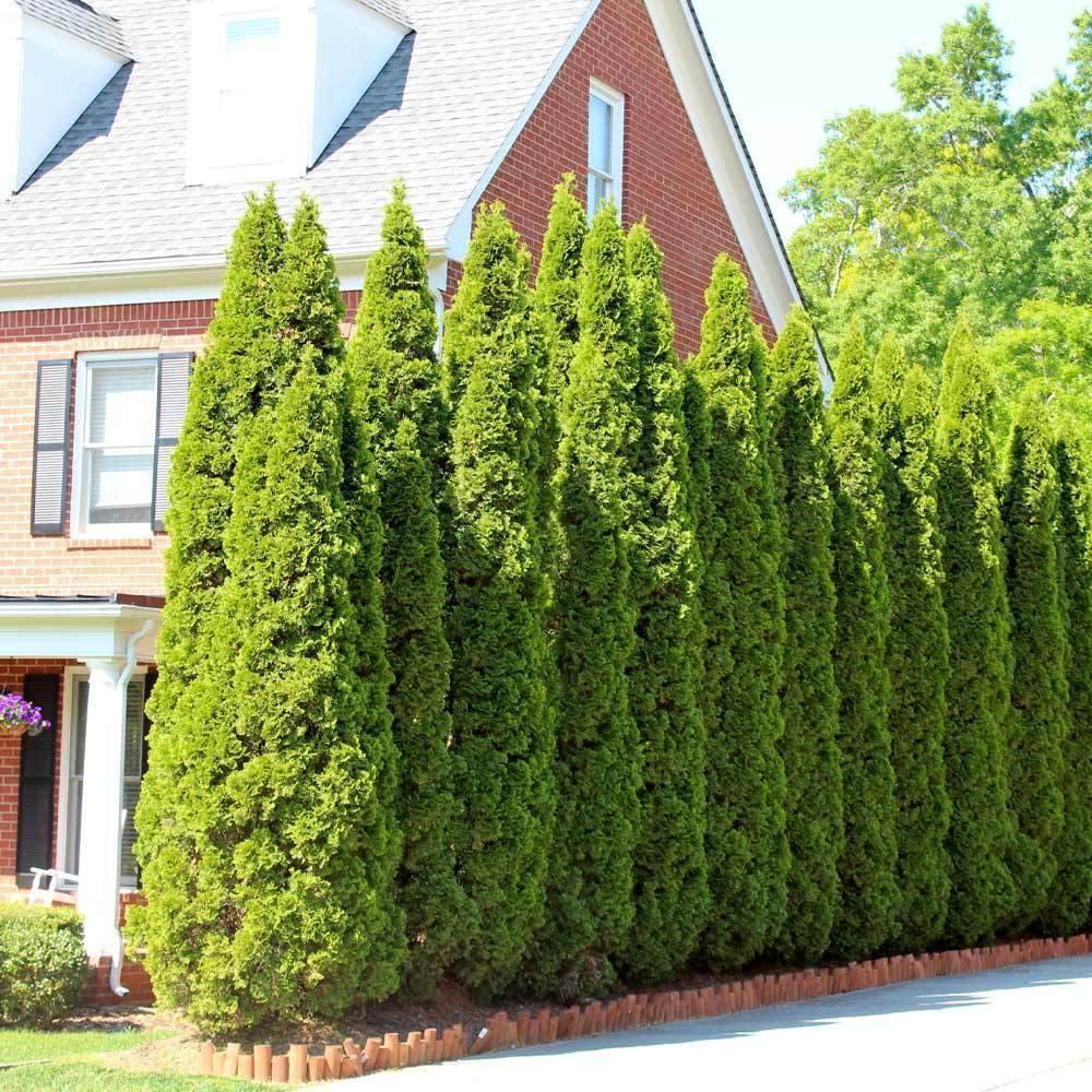 arborvitae seeds for planting 50 American Arborvitae Seeds – Cold Hardy Evergreen Privacy Trees – Seed World