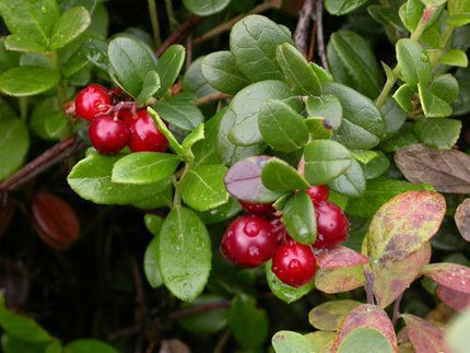 50 American Cranberry | Vaccinium Macrocarpon Seeds - Seed World
