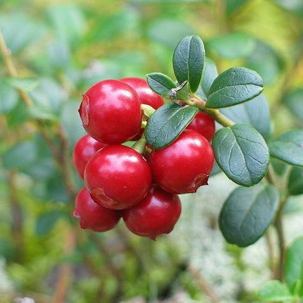 50 American Cranberry | Vaccinium Macrocarpon Seeds - Seed World