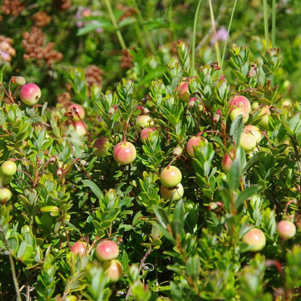 50 American Cranberry | Vaccinium Macrocarpon Seeds - Seed World